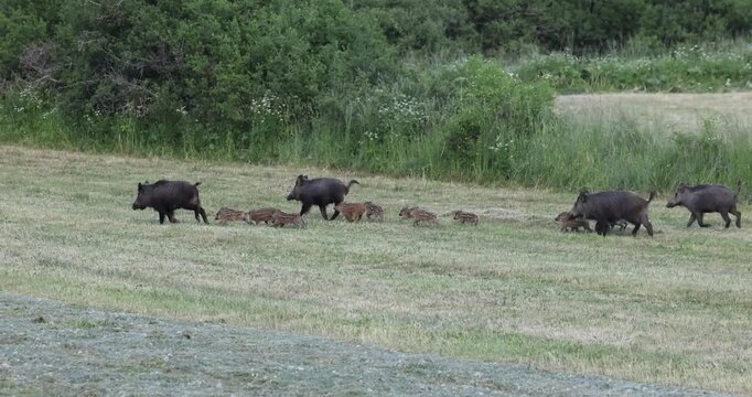 Herd of wild boars with cute small piglets in a green field in Italy.