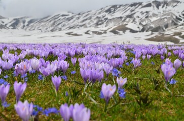 Obraz premium crocuses in the mountains