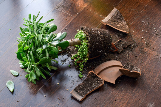 High angle view of shattered terracotta pot with spilled soil and Jade houseplant lying on wooden floor.