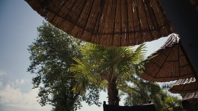 Straw beach umbrellas and a palm tree are seen at a beach area at Jarun in Zagreb, Croatia.