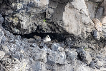 Fototapeta premium Northern fulmar Fulmarus glacialis nesting inside a basalt rock crevice on a cliff face at Dyrhólaey Suðurland Iceland