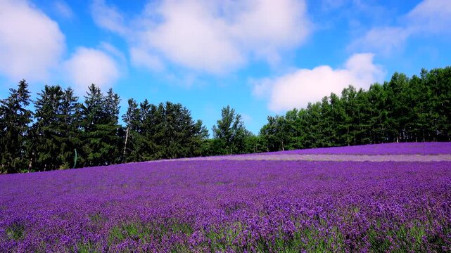 ファーム富田　ラベンダー