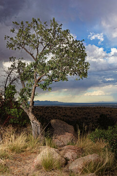 Scenic overlook from the Carr Canyon road in Arizona's Huachuca Mountains