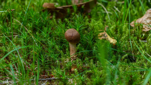 Tiny little wild mushroom sprouting from vibrant green moss. Extreme macro close-up of a miniature forest fungus