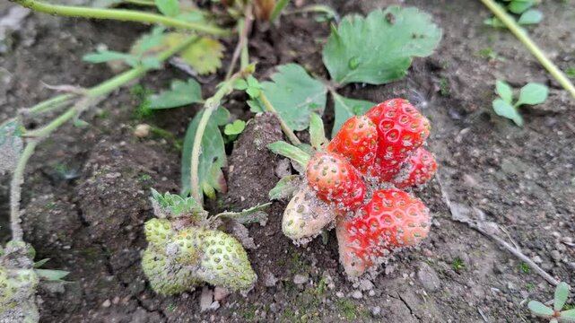 Weirdly deformed red strawberry growing on garden soil. Mutation of fresh organic berry plant with fused misshapen parts in farm field. Agricultural anomaly, genetics concept. Unusually shaped 