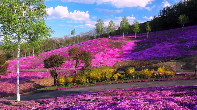 芝ざくら滝上公園のシバザクラ