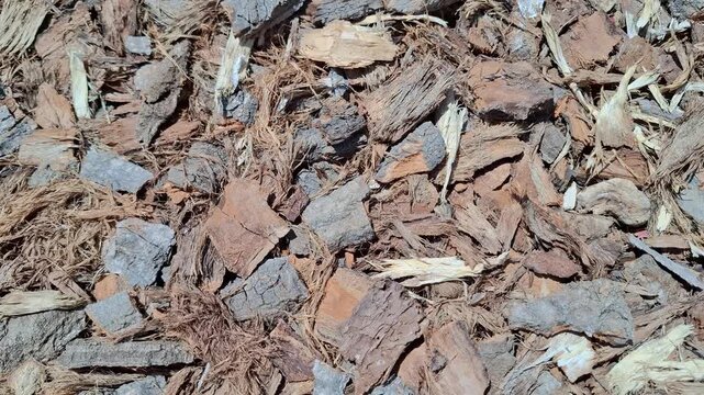 Top view of natural brown tree bark mulch background texture. Organic pine wood chips layer for gardening, moisture conservation, weed protection and backyard or outdoor garden park landscaping design