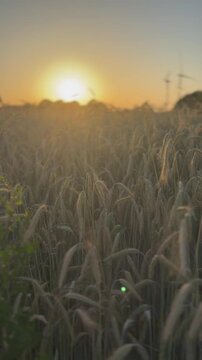 Sonnenuntergang &uuml;ber Getreidefeld mit sanfter Kamerafahrt im goldenen Abendlicht | Hochformat