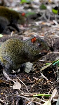 Central American Agouti Foraging on Forest Floor Close Up