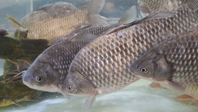 Live freshwater crucian carps swimming in clear water tank at grocery market. Raw scaled silver prussian carps in fish shop. Marine food. Fresh catch of river seafood, for cooking traditional dinner