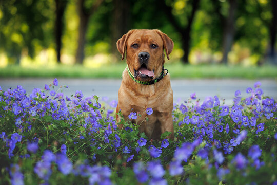 fox red labrador dog sitting in the park with blooming flowers