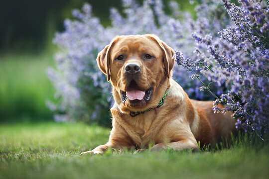 happy fox red labrador dog lying in the park