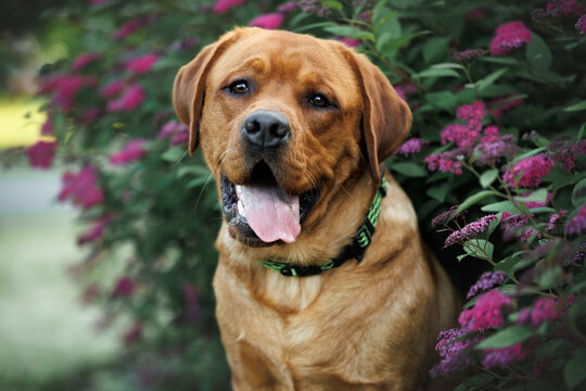 happy labrador dog portrait in the blooming bush