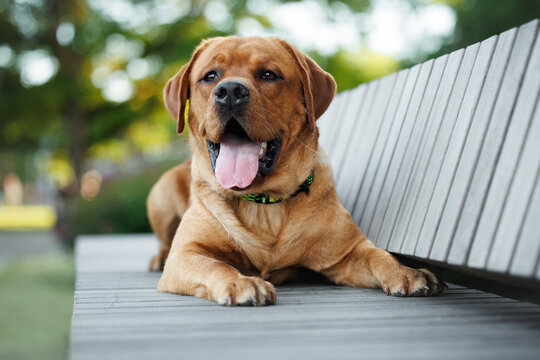 happy labrador dog lying on a bench in the park