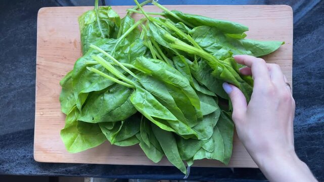 Hands preparing fresh green spinach leaves on wooden board