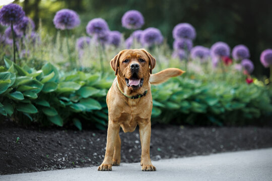 happy labrador dog posing in the park in summer