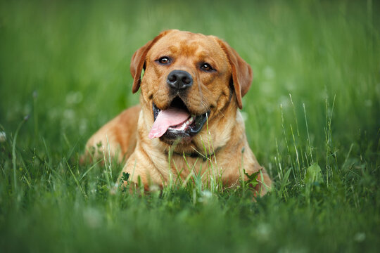 happy labrador dog lying on grass in summer