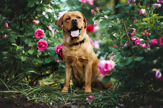 happy labrador dog posing with blooming roses in the park