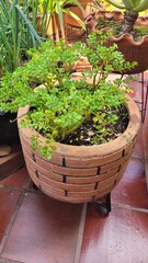 Fototapeta premium Potted Elephant Bush Succulent Growing on Sunny Outdoor Patio Garden