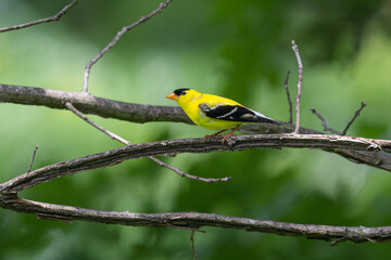 Obraz premium Male American goldfinch perched on a branch.