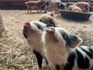 Curious Piglets Sniffing in Farm Pen © Slobodan