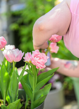 Person gardening pink tulip Tulipa gesneriana flowers in sunny outdoor planter.
