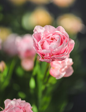 Soft pink double tulip Tulipa gesneriana blooming in spring garden.