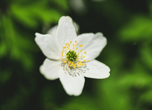 Close wood anemone Anemone nemorosa flower against dark forest green.