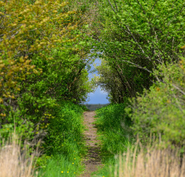 Green spring path through leafy trees leading toward calm water.