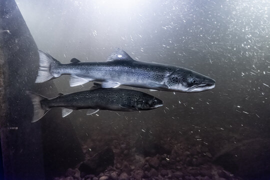 Atlantic salmon Salmo salar swimming underwater in river tank.