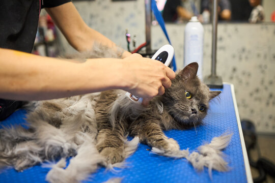Cat grooming process close-up. Fluffy grey cat lying on a table surrounded by cut fur during haircut procedure.
