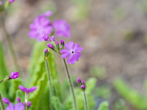 Japanese primrose, Primula sieboldii, Known also as Asiatic primrose and Cortusoides primula. Another scientific name is Primula patens.