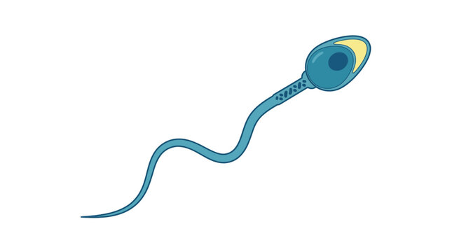 Illustration of a blue sperm cell with a yellow acrosome on a white background, detailed and scientific style.