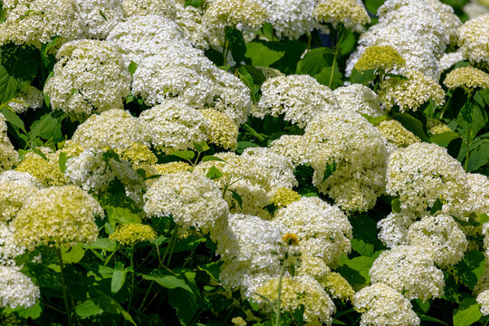 Selective focus bushes of Hydrangea Arborescens flower in the garden, White hortensia or Smooth hydrangea is a species of flowering plant in the family Hydrangeaceae, Natural floral pattern background