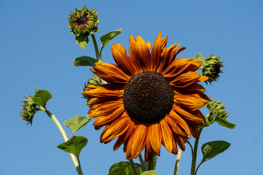 girasoli
