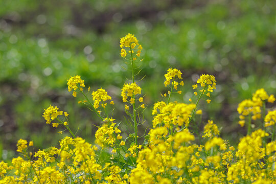 背景が雑草の土のアブラナ