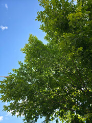 Fototapeta premium Lush green tree canopy with leaves against a clear bright blue summer