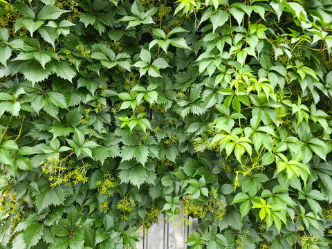 Parthenocissus quinquefolia vines covering a metal fence outdoors in