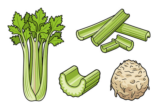 Celery and celeriac displayed in various forms: whole stalks, chopped pieces, and a celeriac root