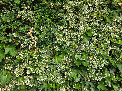 Variegated Euonymus and English Ivy climbing on a metal mesh fence