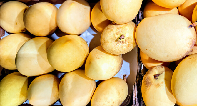 Fresh Badami mangoes or similar yellow varieties, packed in cardboard boxes.