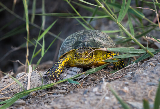 European pond turtle Emys orbicularis in its native freshwater ecosystem