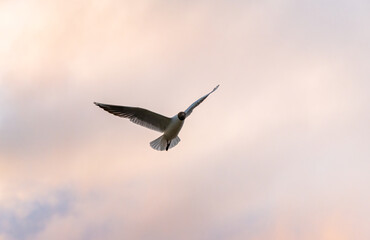 Obraz premium Black headed gull Chroicocephalus ridibundus flying against a dramatic colorful sky