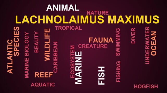 Lachnolaimus Maximus Word Cloud