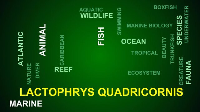 Lactophrys Quadricornis Word Cloud