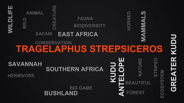 Tragelaphus Strepsiceros Word Cloud
