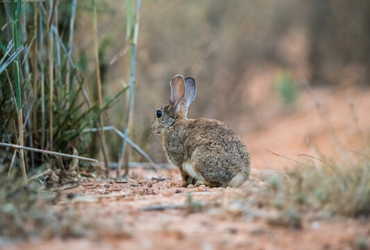 Wild rabbit in nature representing rabbit plague and overpopulation issue