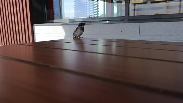 Sparrow standing alone on a wooden table in a cafe setting  