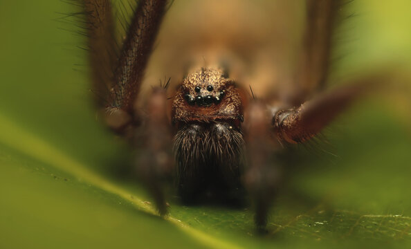 huntsman spider close up