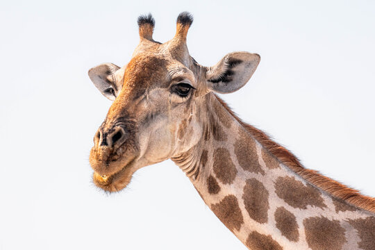 Portrait of giraffe in Etosha National park, Namibia